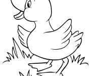 Coloriage Caneton cherche sa m&egrave;re