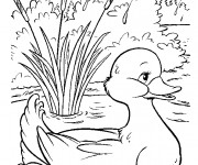 Coloriage Caneton et fleuve