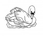 Coloriage Dessin de canard sauvage