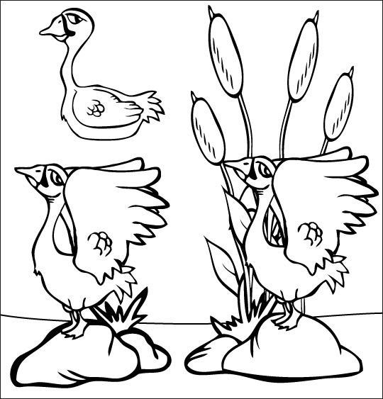 Coloriage et dessins gratuits Les canards avec le même regard à imprimer