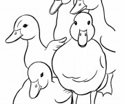 Coloriage Petits canards en groupe