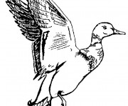 Coloriage Un canard qui va voler