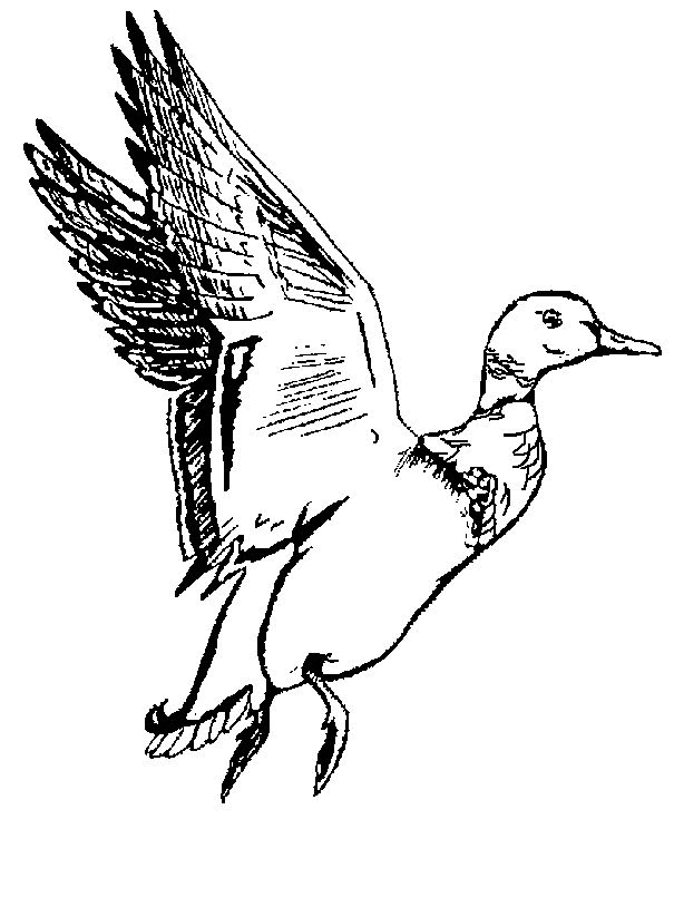 Coloriage Un canard qui va voler dessin gratuit à imprimer