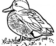Coloriage Un petit canard