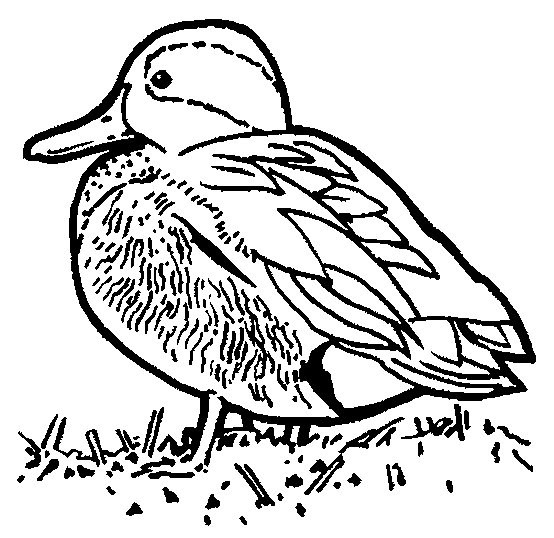 Coloriage et dessins gratuits Un petit canard à imprimer