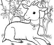 Coloriage B&eacute;b&eacute; ch&egrave;vre cach&eacute; dans les buissons