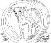 Coloriage B&eacute;b&eacute; ch&egrave;vre dans un tuyau