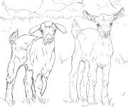 Coloriage B&eacute;b&eacute;s Caprins d&eacute;taill&eacute;