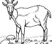 Coloriage Bouc dans la nature
