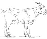 Coloriage Bouc en noir et blanc