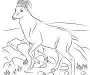 Coloriage Caprin adulte r&eacute;aliste