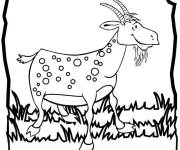 Coloriage Caprin au pr&eacute; cmp