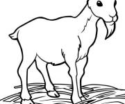 Coloriage Caprin barbu fantastique
