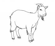 Coloriage Caprin barbue