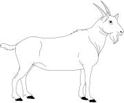 Coloriage Caprin Bouc