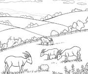 Coloriage Caprin broutant dans les pr&eacute;s