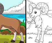 Coloriage Caprin ch&egrave;vre avec mod&egrave;le color&eacute;