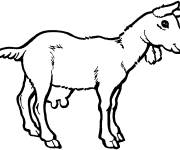 Coloriage et dessins gratuit Caprin ch&egrave;vre domestique simple à imprimer