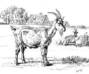 Coloriage Caprin dans la compagne
