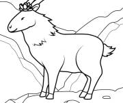 Coloriage Caprin de montagne aux cornes ac&eacute;r&eacute;es