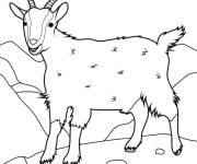 Coloriage Caprin de montagne duveteuse