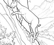 Coloriage Caprin de montagne grimpante