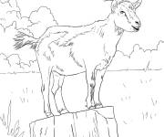 Coloriage Caprin domestique