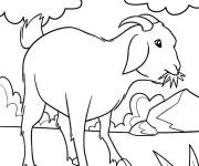 Coloriage Caprin en mangeant