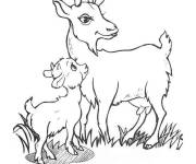 Coloriage Caprin maternit&eacute;