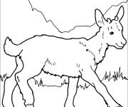 Coloriage Caprin qui marche