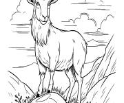 Coloriage Caprin r&eacute;aliste de 3 ans