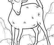 Coloriage Caprin sauvage en perspective
