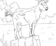 Coloriage Caprin sur la roche
