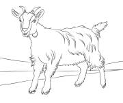 Coloriage Caprin te regarde