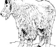 Coloriage Caprins de montagne