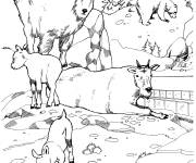 Coloriage Caprins de montagnes rocheuses