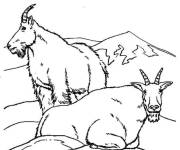 Coloriage Caprins montagnards