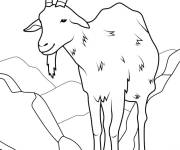Coloriage Ch&egrave;vre au menton poilu