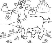 Coloriage Ch&egrave;vre aux belles yeux