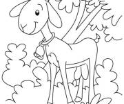 Coloriage Ch&egrave;vre avec le sourire sur le visage