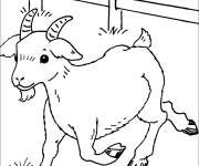 Coloriage ch&egrave;vre Capri