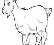 Coloriage Ch&egrave;vre de deux ans