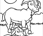 Coloriage Ch&egrave;vre et chevreau