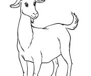Coloriage Ch&egrave;vre femelle pour les enfants