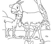 Coloriage Ch&egrave;vre m&egrave;re avec son petit