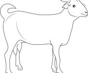 Coloriage et dessins gratuit Contour de vieille ch&egrave;vre à imprimer