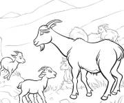 Coloriage Explorer le chevreau