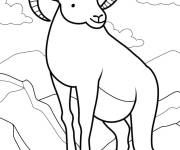 Coloriage Gros caprin de montagne
