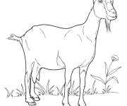 Coloriage Illustration r&eacute;el d'une vieille ch&egrave;vre