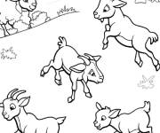 Coloriage Imitation de chevreau